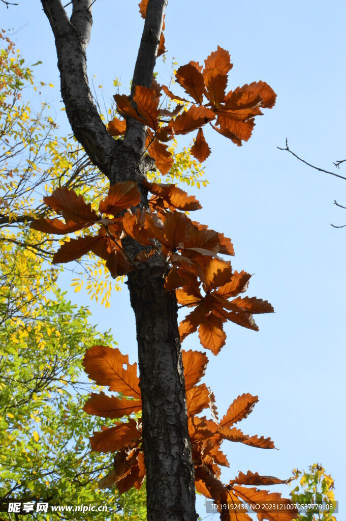 栎树彩叶