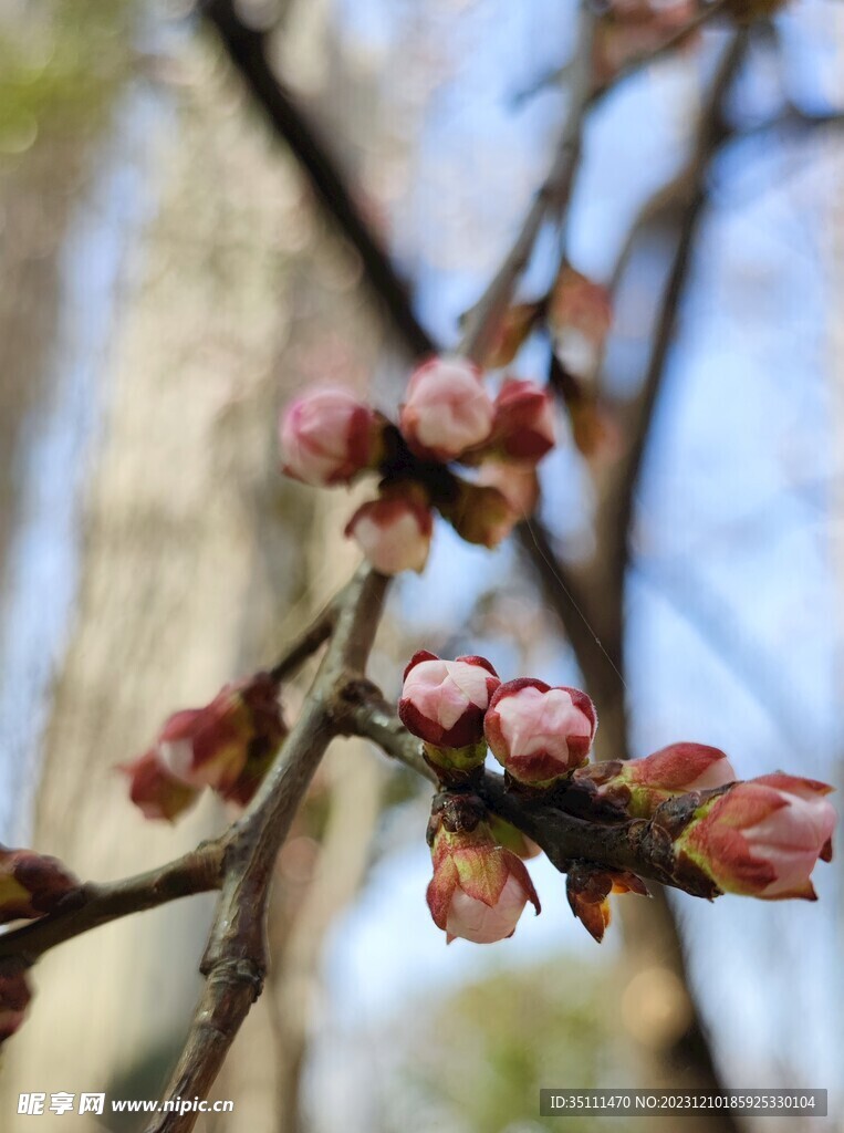 一枝红杏