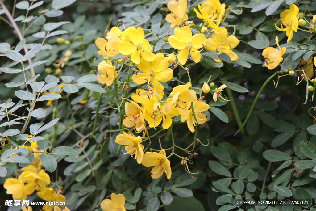 黄槐决明花