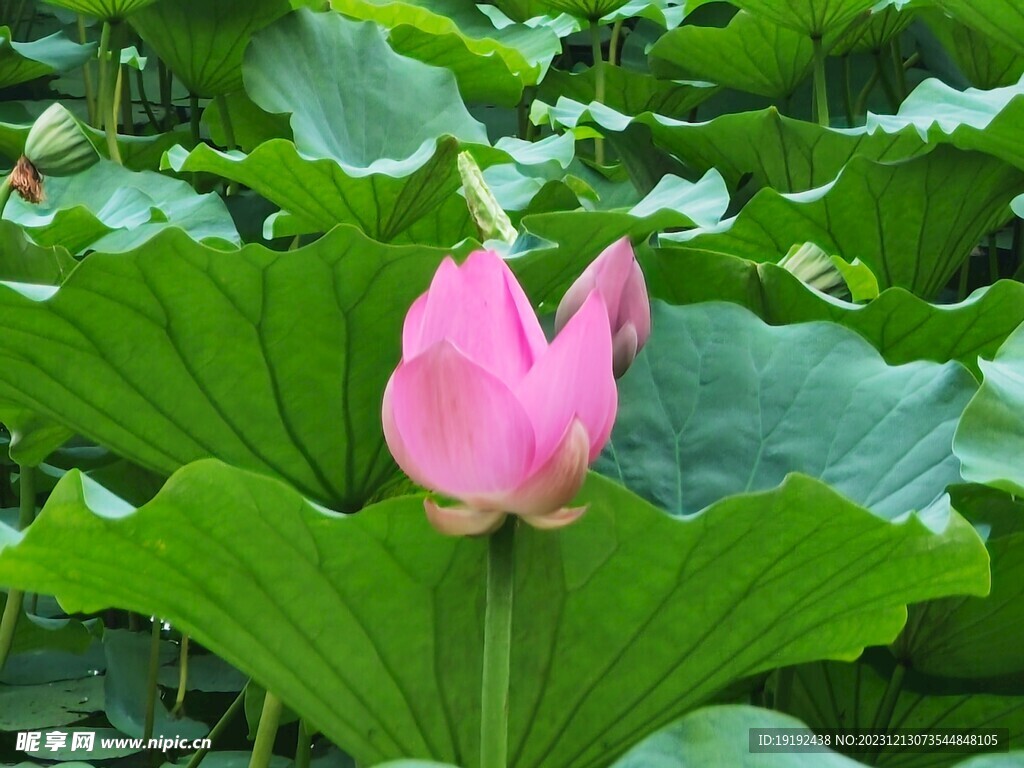 荷花荷葉