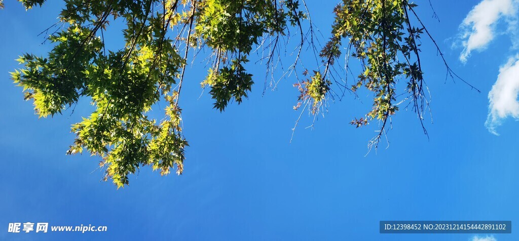 蓝天下的树叶