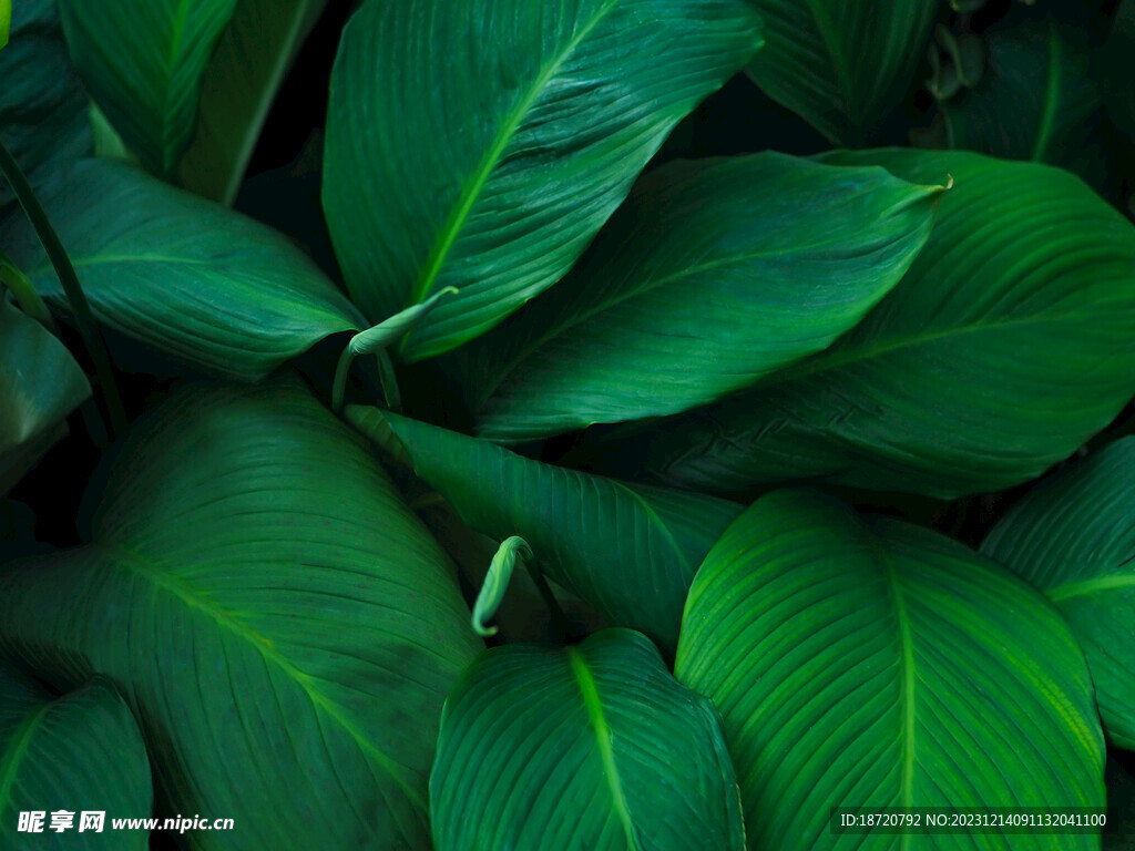 植物背景底紋