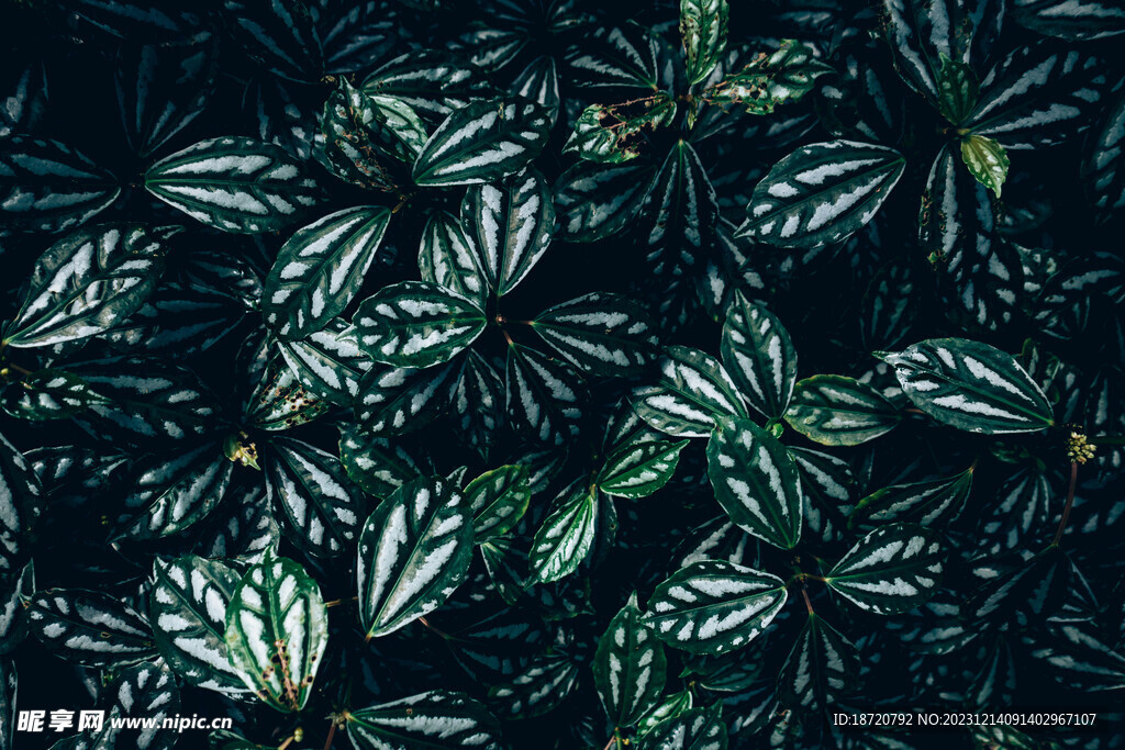 植物背景底紋