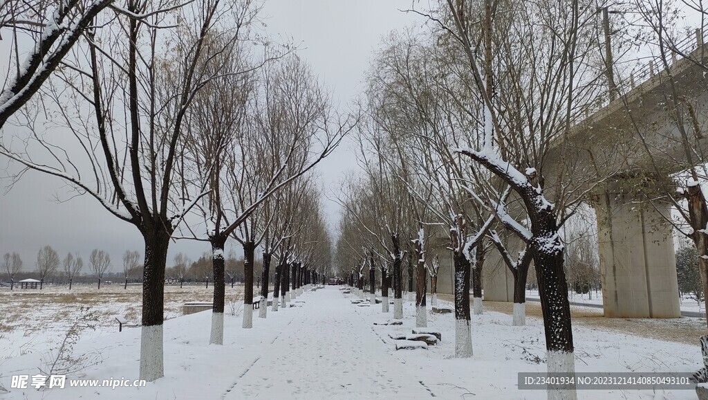 冬季雪景道路树木