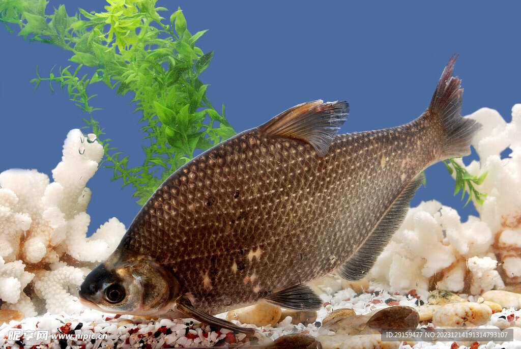 邊魚
