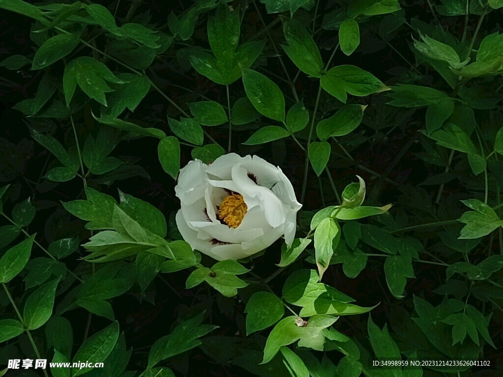 花