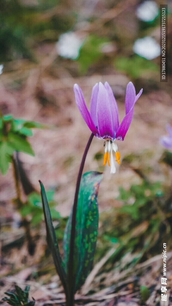 豬牙花