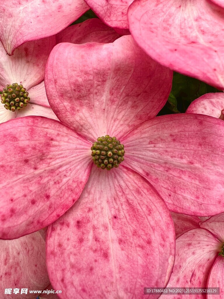 山荔枝