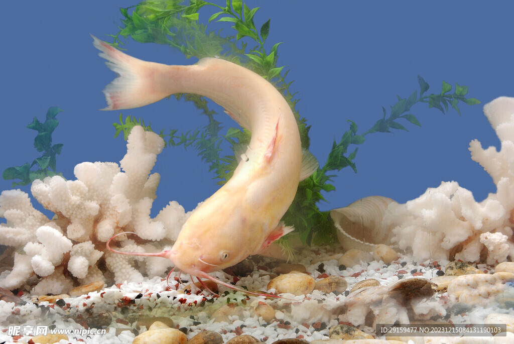 黃沙魚