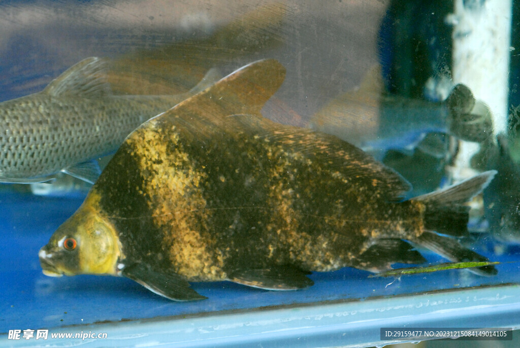 桂魚
