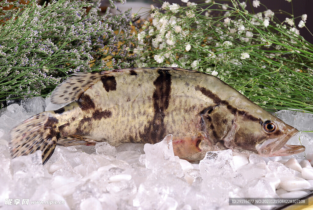 桂花魚
