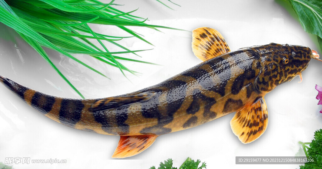 老虎魚