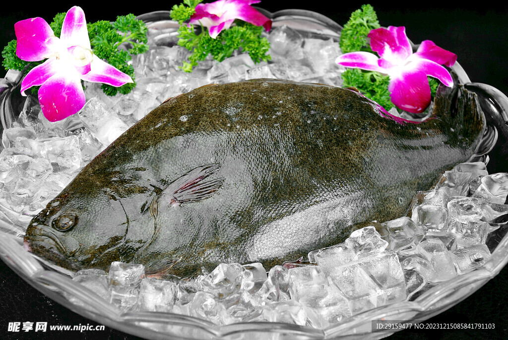 左口魚