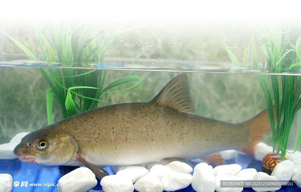 煨雅魚