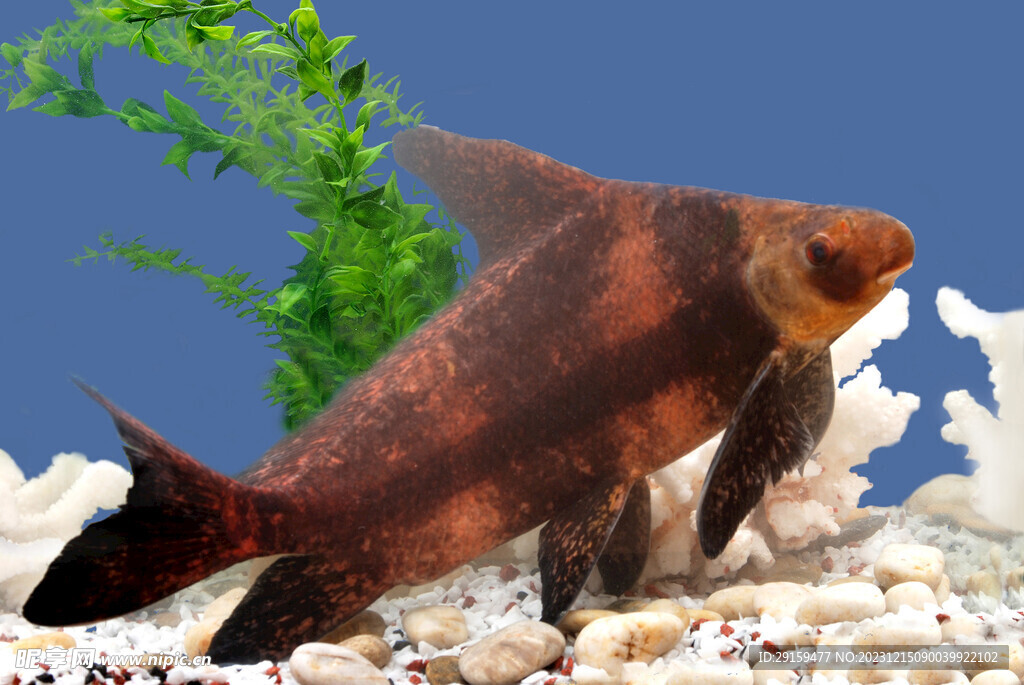 胭脂魚
