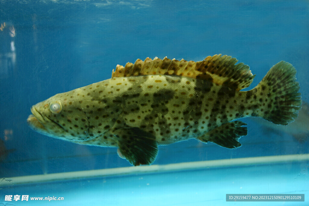 老虎魚
