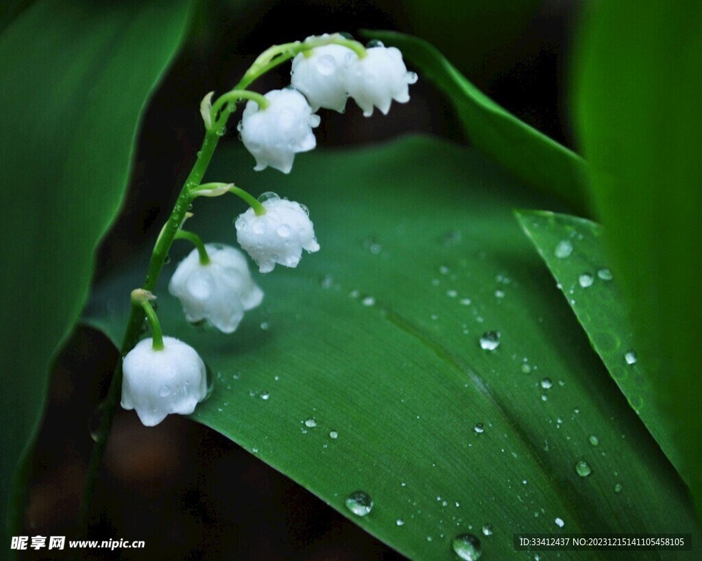 鈴蘭花