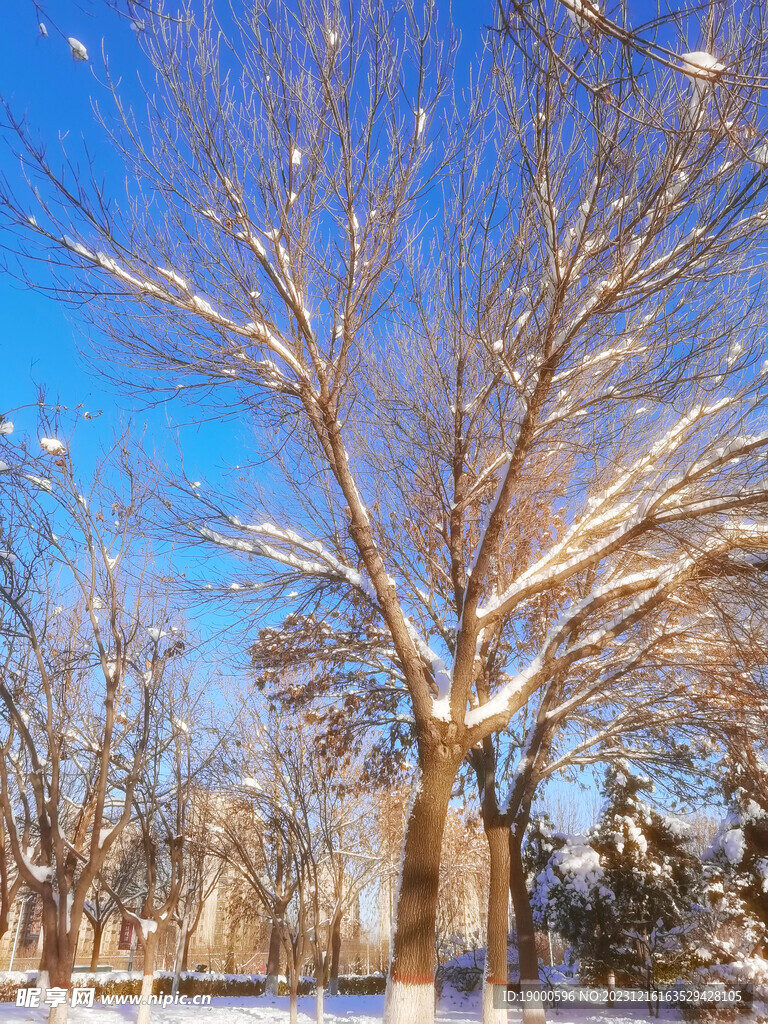 雪天照片