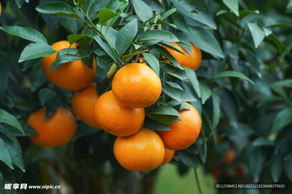 沃柑橘子