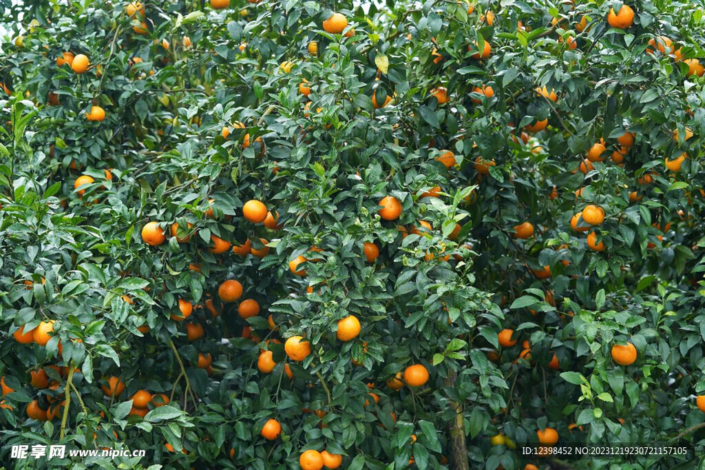 树上的橘子