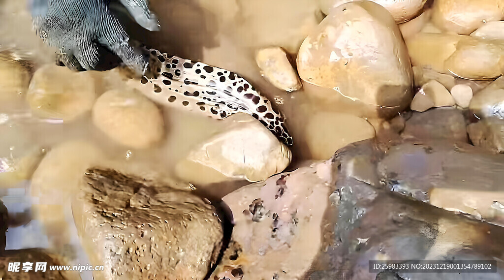 捕鰻魚