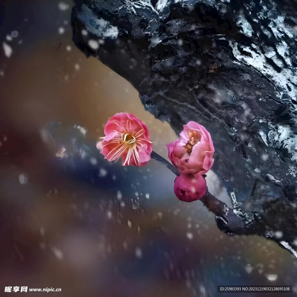 梅花