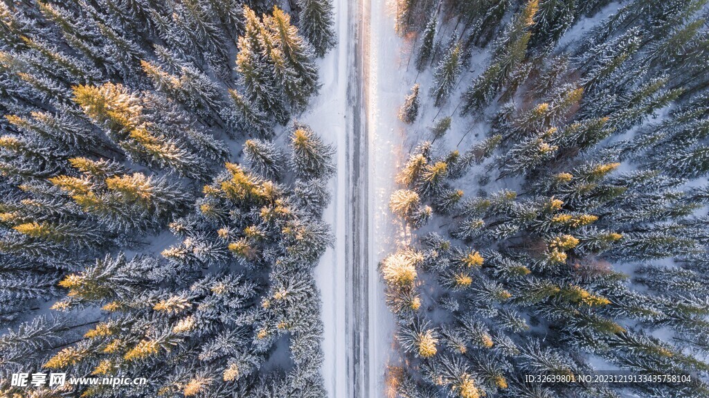 雪中松樹