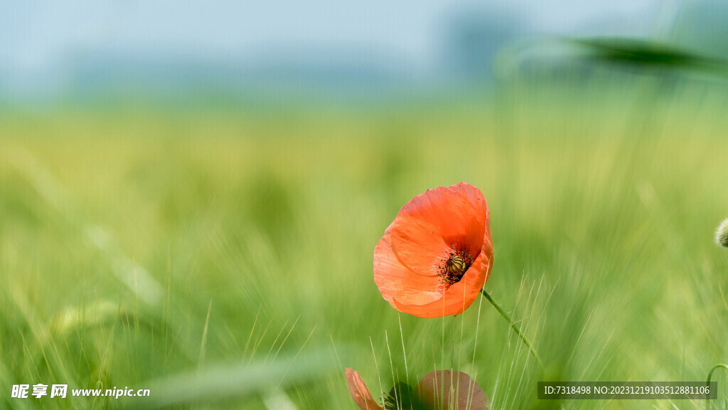綠叢紅花