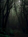 幽暗森林