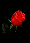 红玫瑰 玫瑰花 壁纸 锁屏