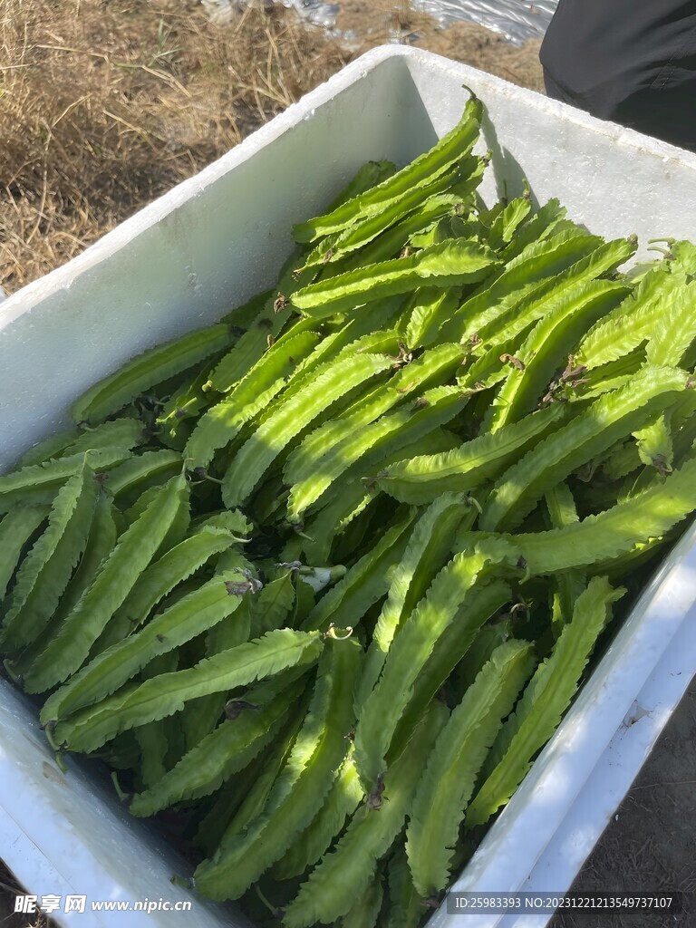 海南四角豆 