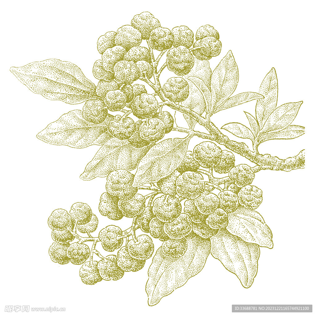 花椒矢量插畫