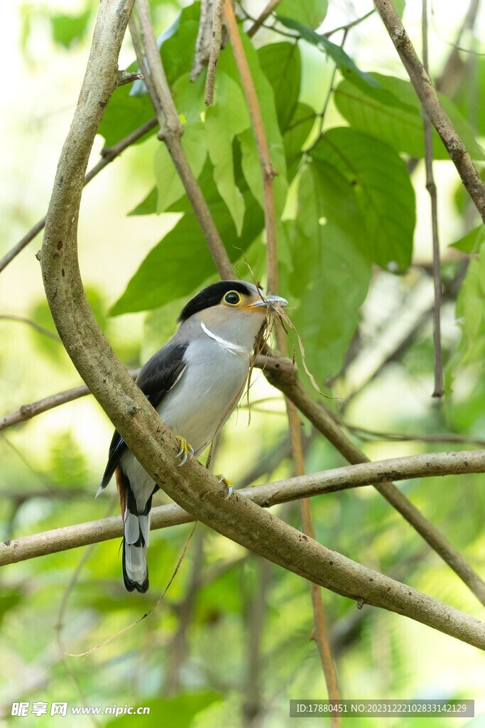 銀胸絲冠鳥