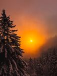 日落时美丽的冬季松树