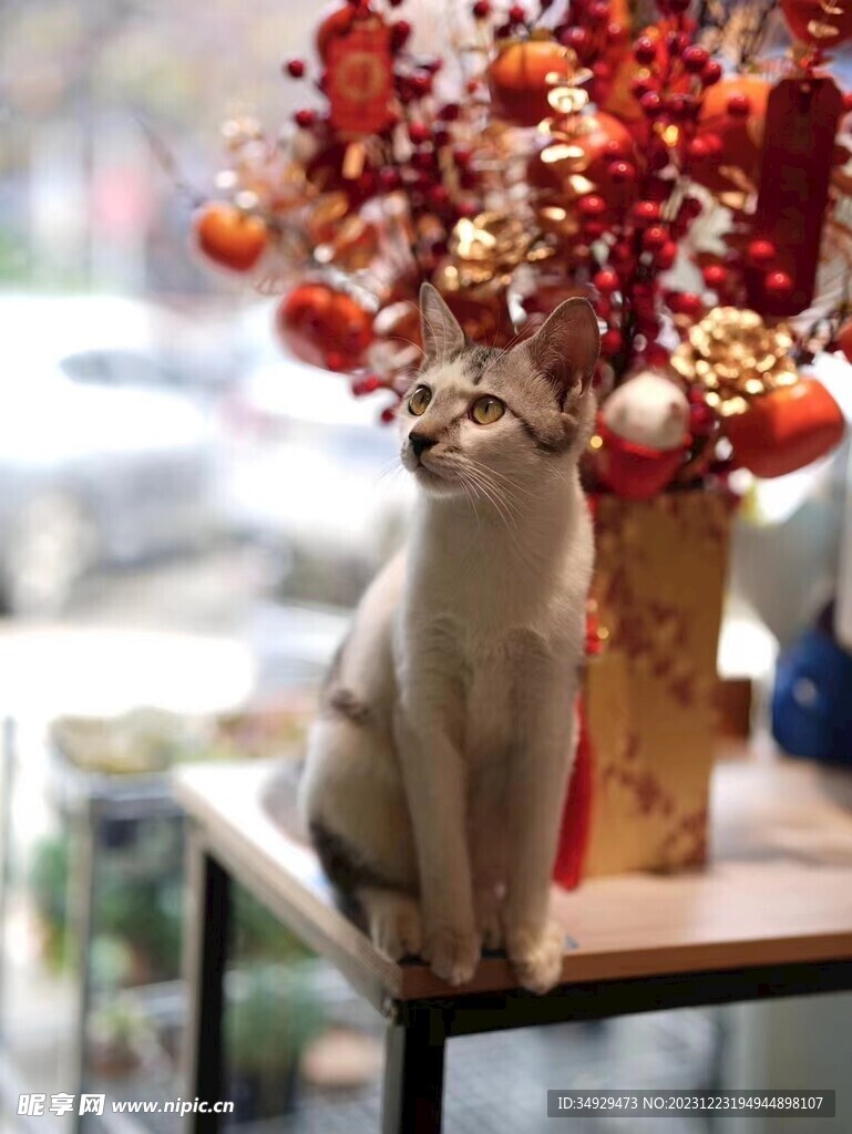 貓咪