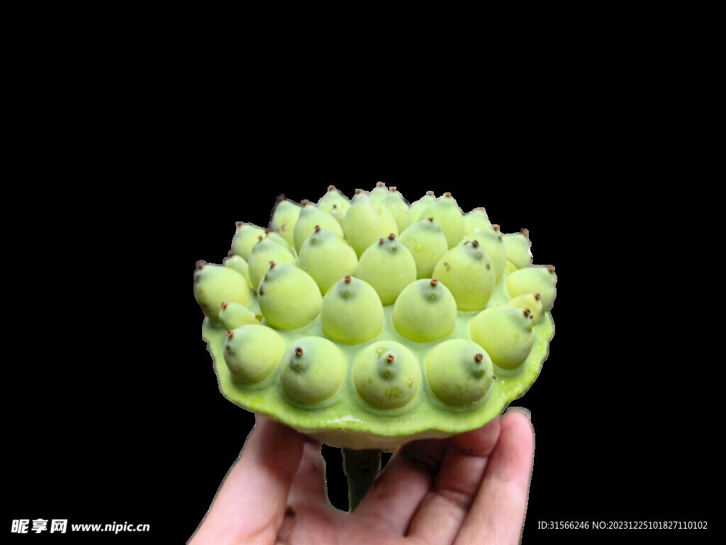 蓮