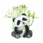 卡通水彩手绘大熊猫竹子国宝背景