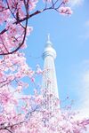 樱花电视塔