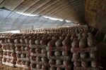 设施农业食用菌蘑菇棒生产冷棚