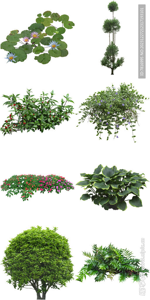 綠植草坪