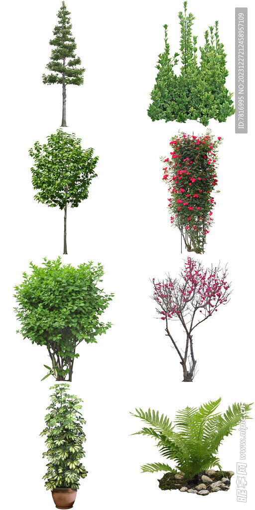 綠植室內(nèi)盆栽