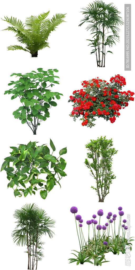 綠植苗木