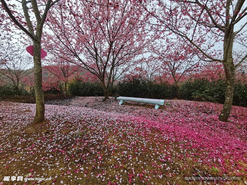 櫻花