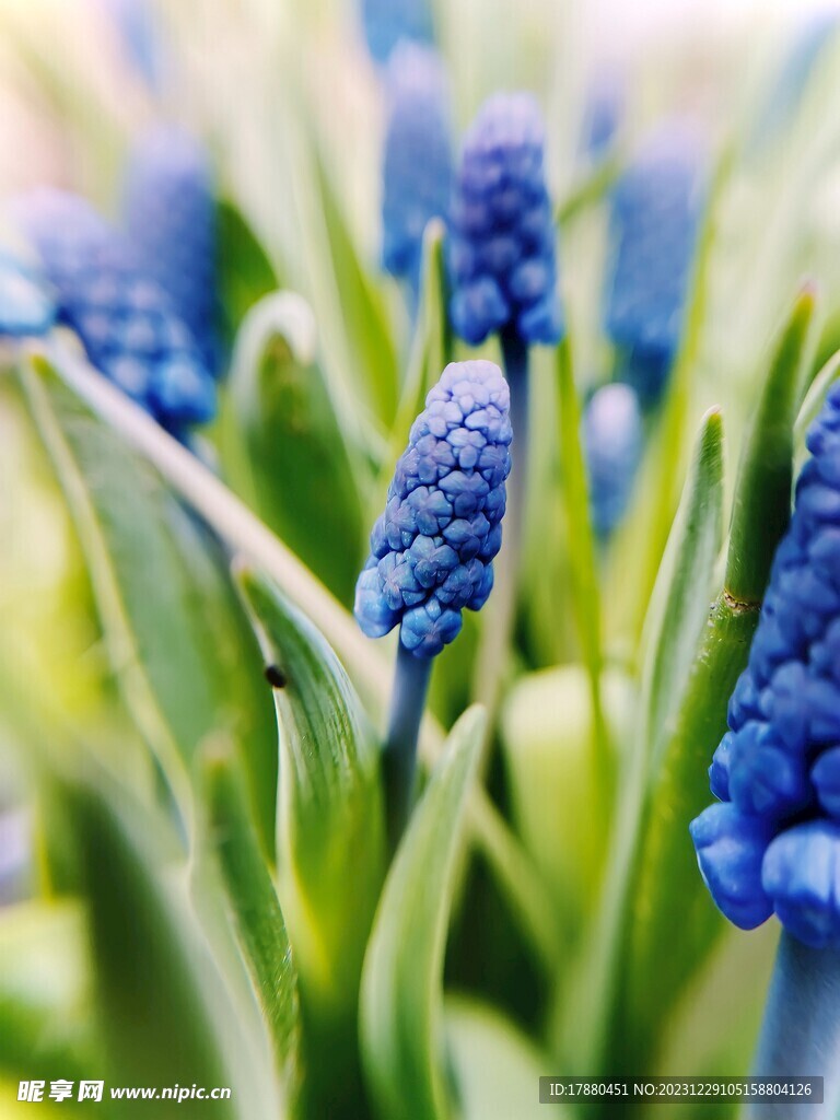 葡萄風信子