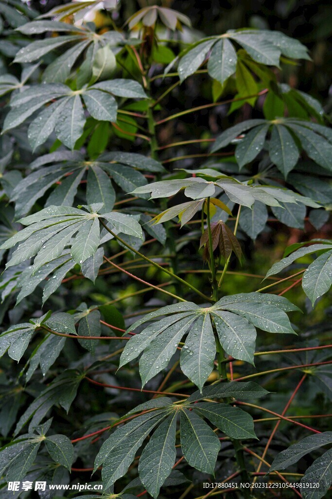木薯