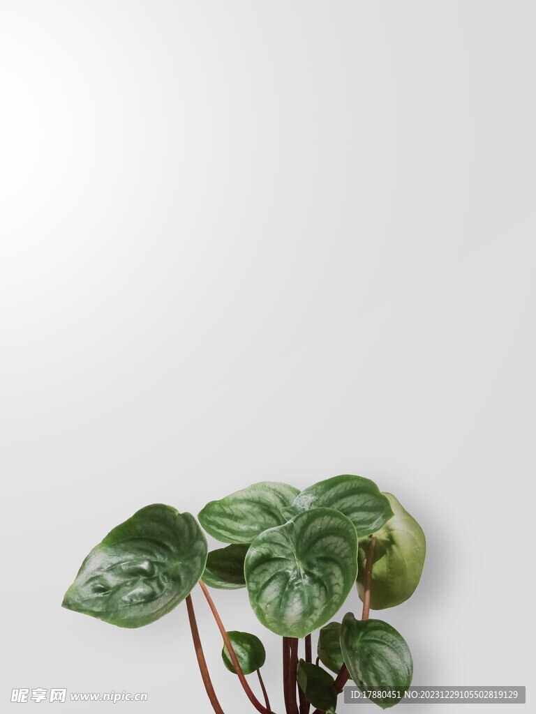 皺葉椒草