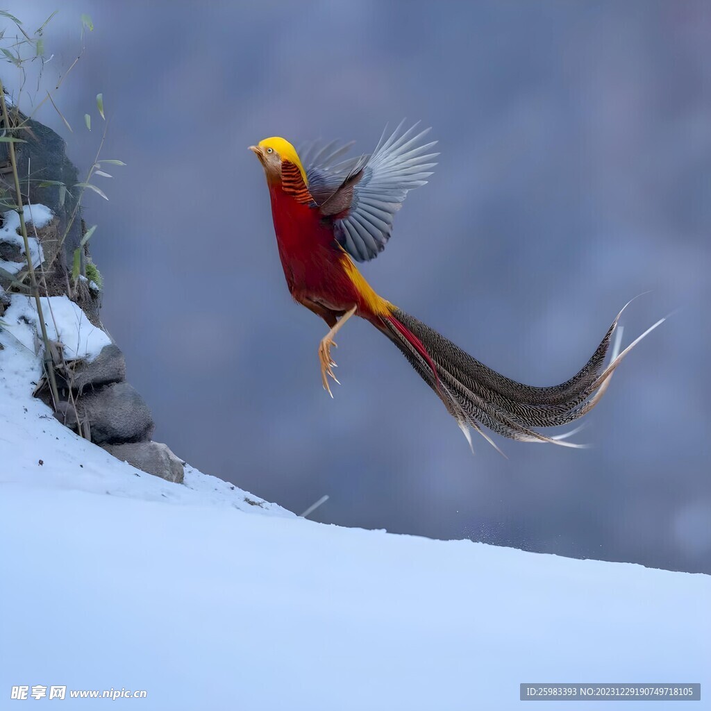 錦雞