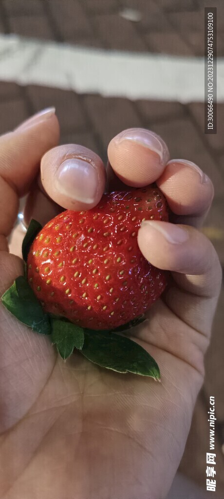 草梅 