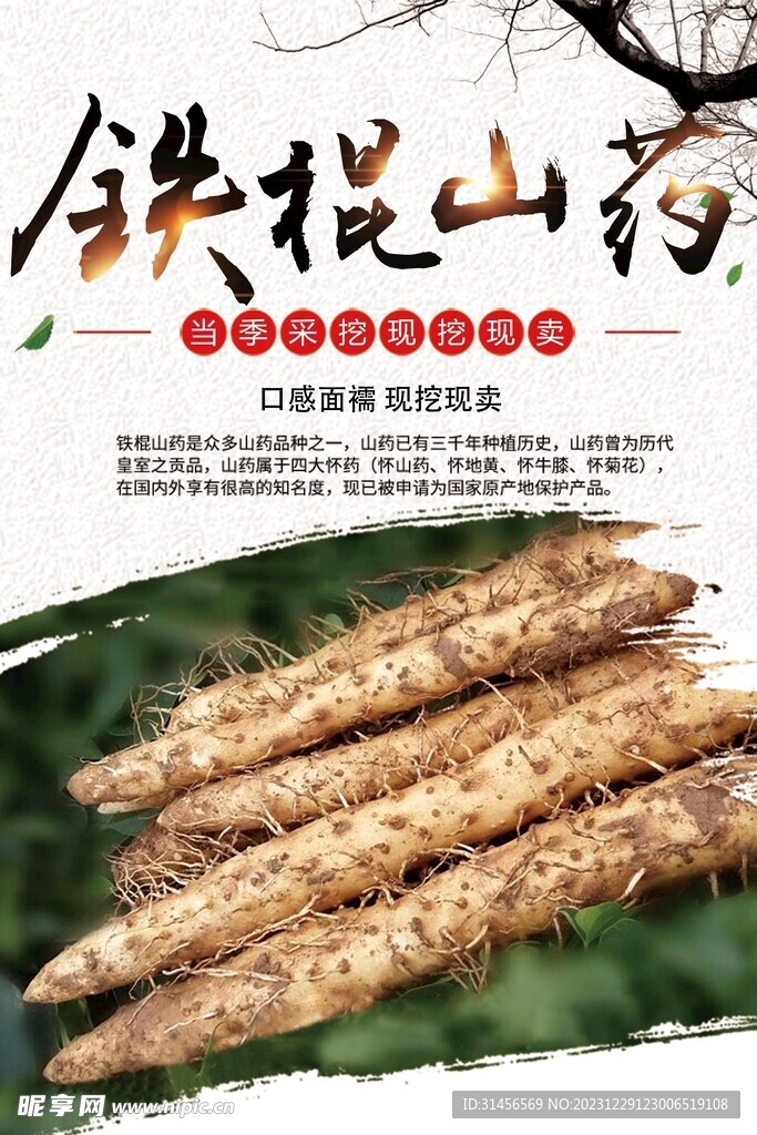 鐵棍山藥