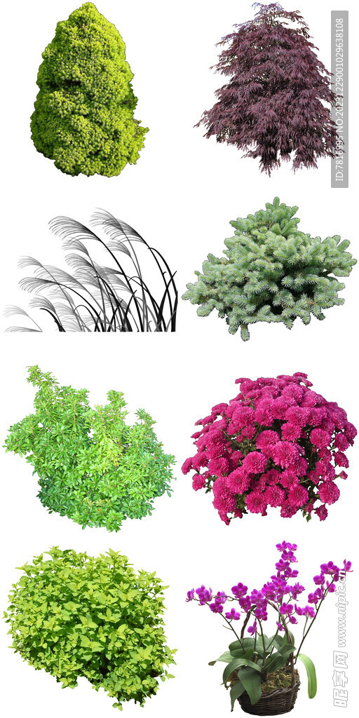 室內綠植花卉